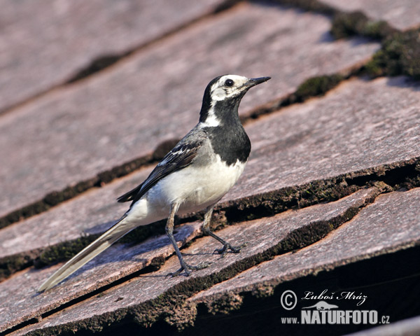 Motacilla alba