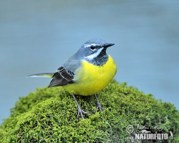 Motacilla cinerea