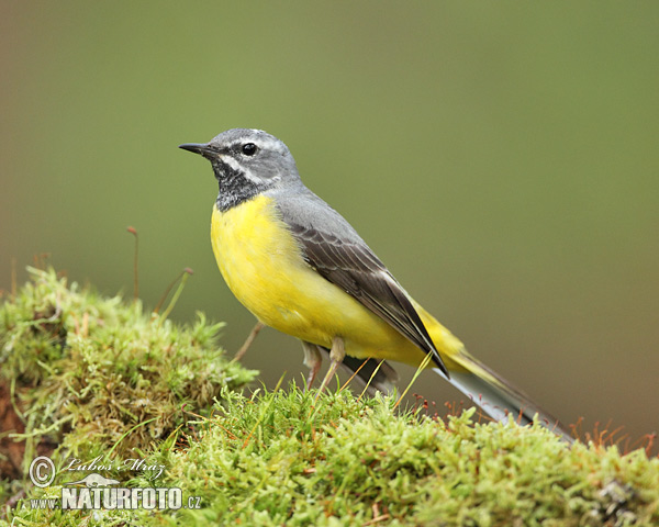 Motacilla cinerea