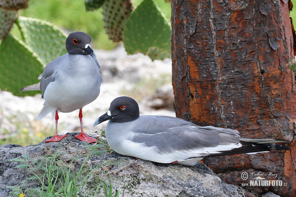 Mouette à queue fourchue