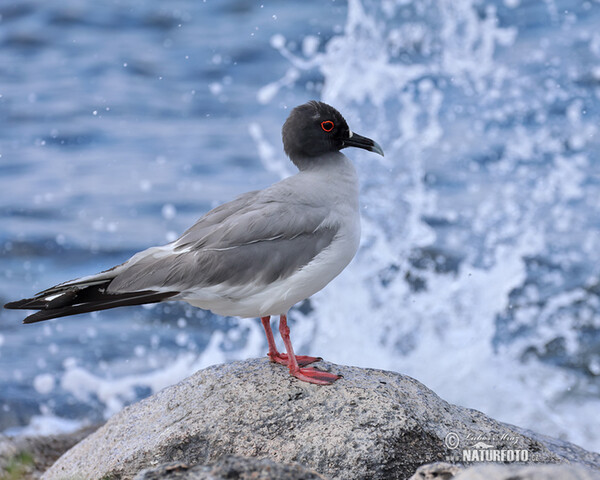 Mouette à queue fourchue