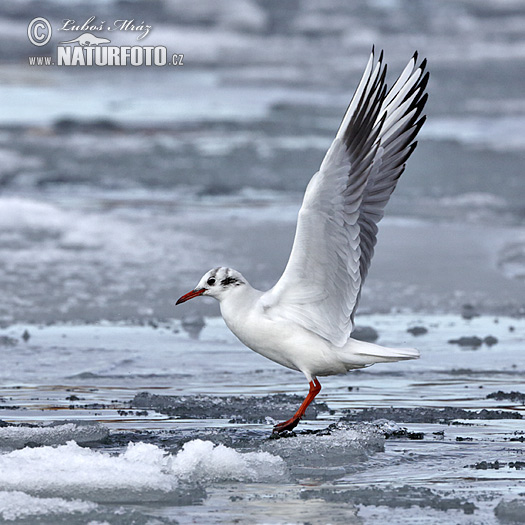 Mouette rieuse