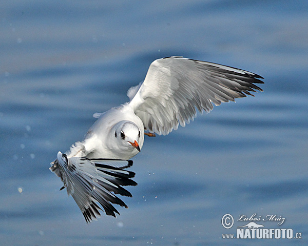 Mouette rieuse