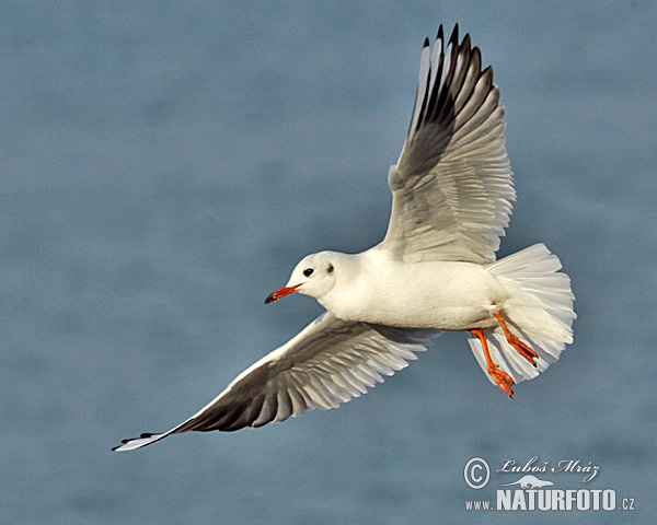 Mouette rieuse