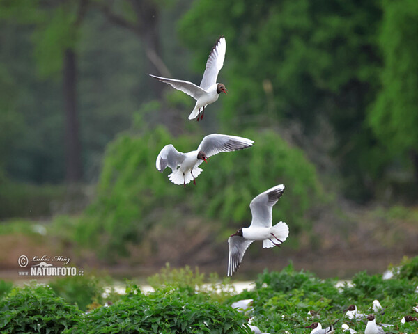 Mouette rieuse