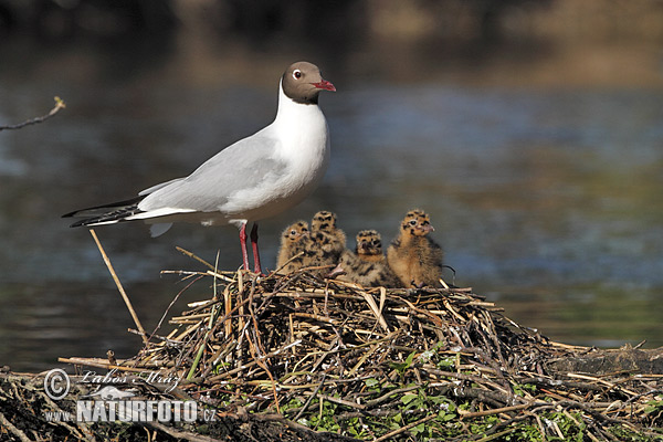 Mouette rieuse