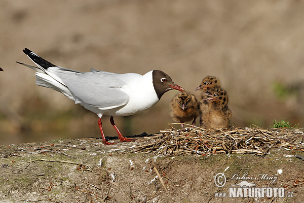 Mouette rieuse