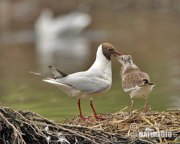 Mouette rieuse