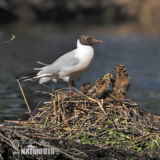 Mouette rieuse