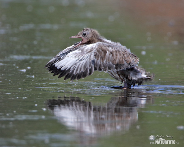 Mouette rieuse