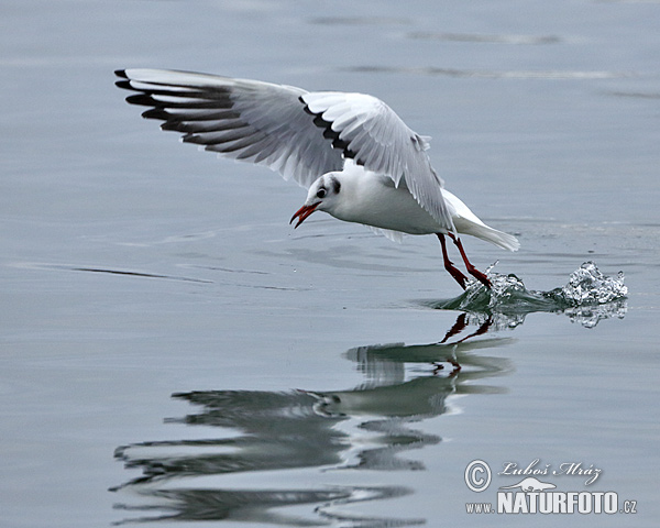 Mouette rieuse