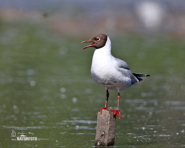 Mouette rieuse