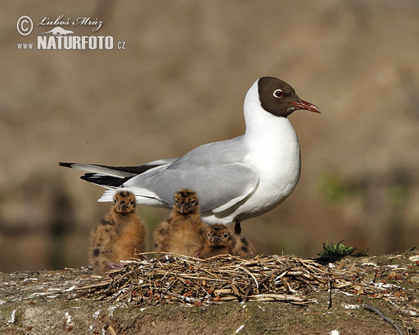 Mouette rieuse