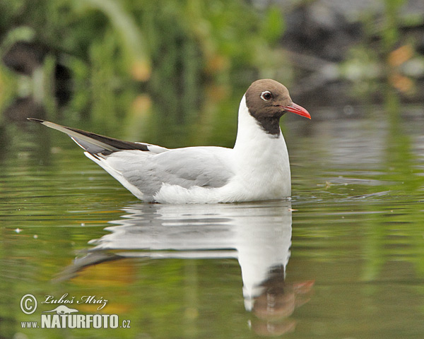 Mouette rieuse