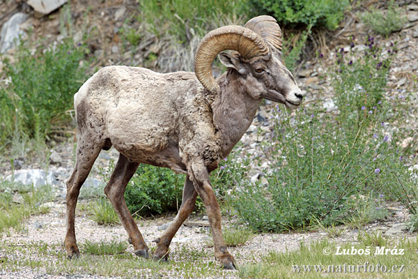 Mouflon canadien