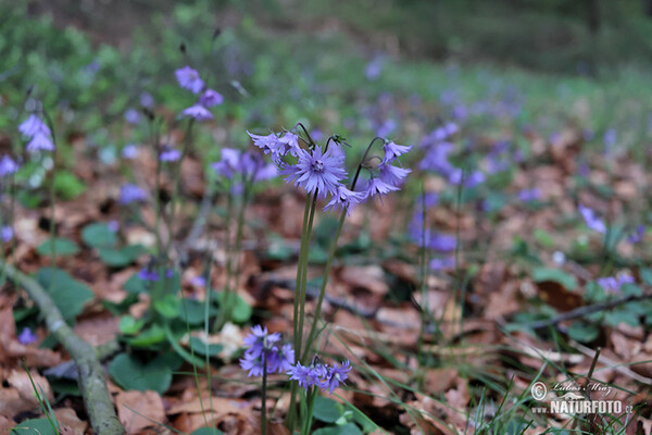 Mountain Tassel, Mountain Snowbells (Soldanella montana)