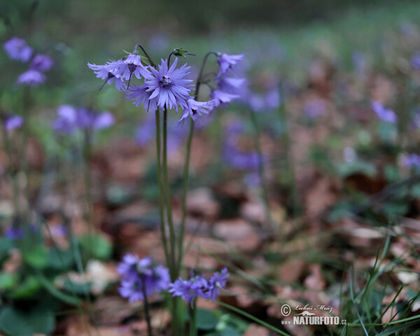 Mountain Tassel, Mountain Snowbells (Soldanella montana)