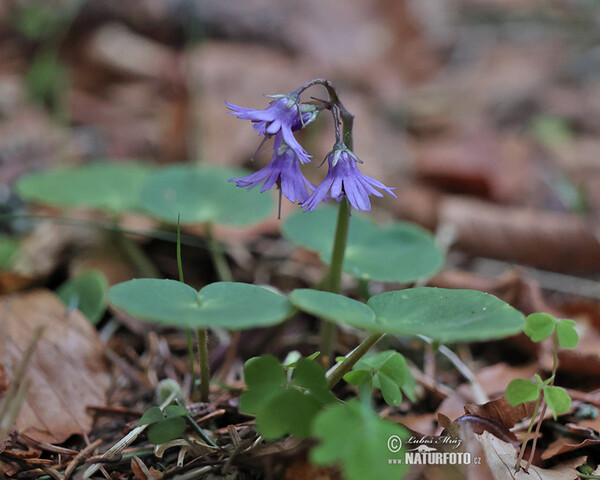 Mountain Tassel, Mountain Snowbells (Soldanella montana)