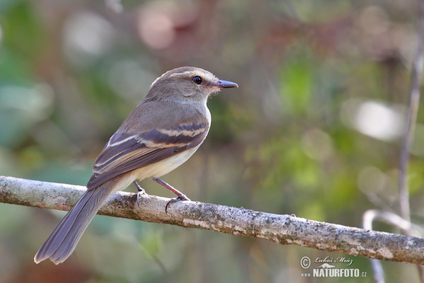 Mouse-colored Tyrannulet (Phaeomyias murina)