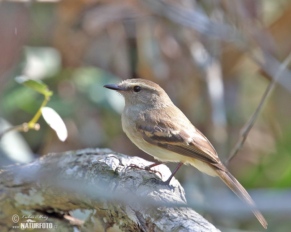 Mouse-colored Tyrannulet (Phaeomyias murina)