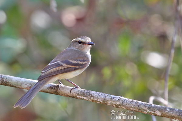 Mouse-colored Tyrannulet (Phaeomyias murina)