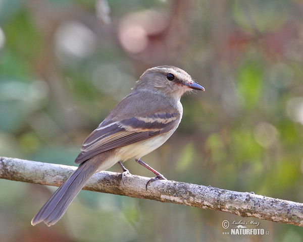 Mouse-colored Tyrannulet (Phaeomyias murina)