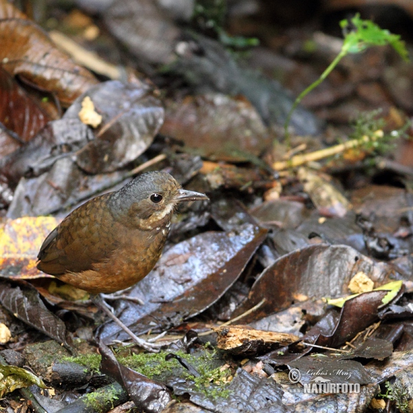 Moustached Antpitta (Grallaria alleni)