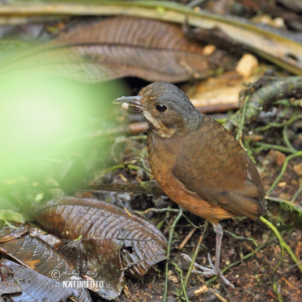 Moustached Antpitta (Grallaria alleni)