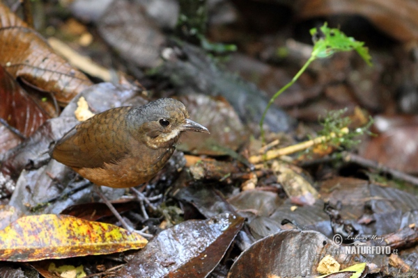 Moustached Antpitta (Grallaria alleni)