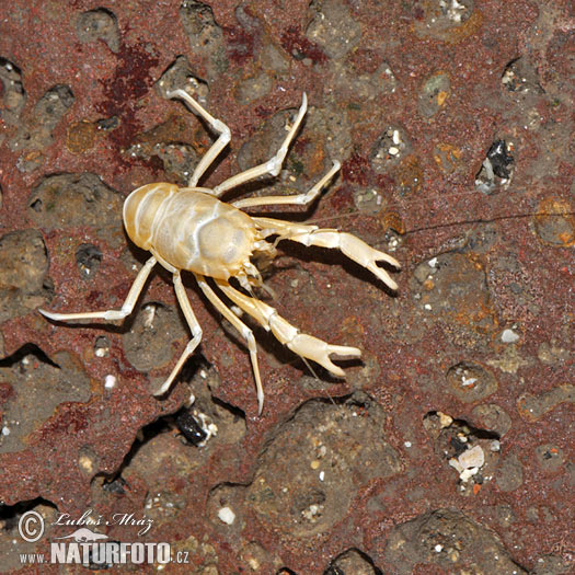 Munidopsis polymorpha