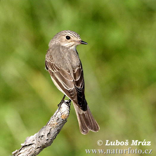 Muscicapa striata