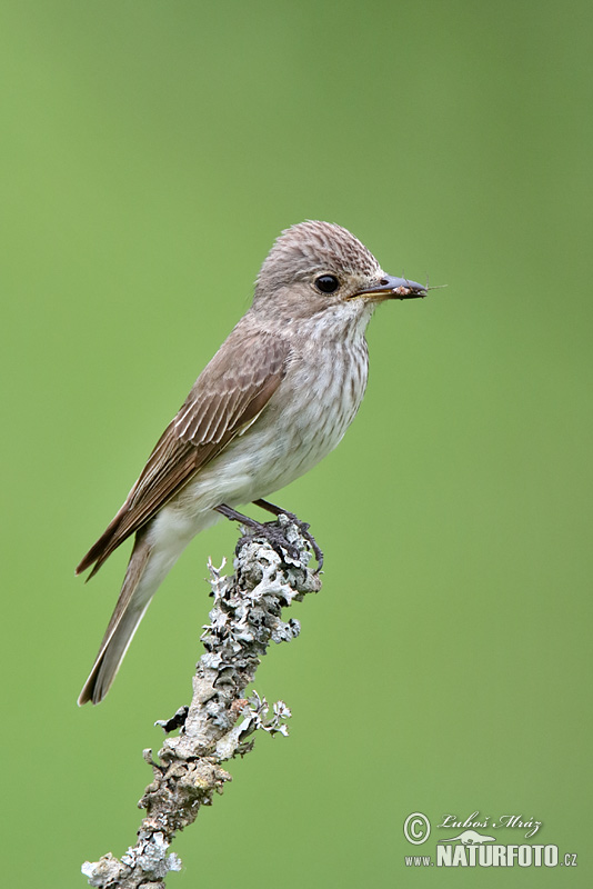 Muscicapa striata