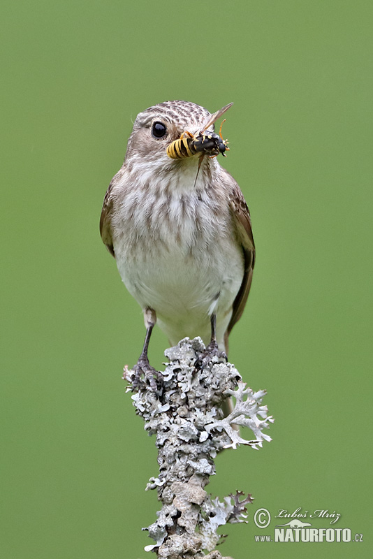 Muscicapa striata