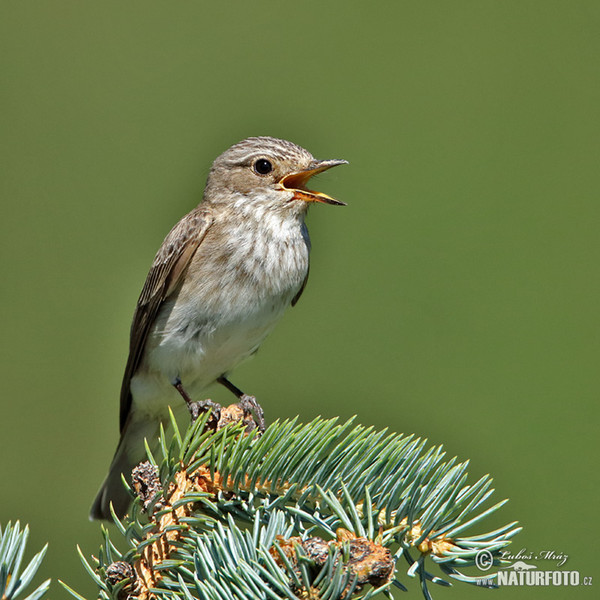 Muscicapa striata