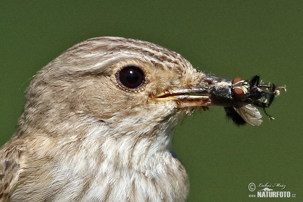 Muscicapa striata