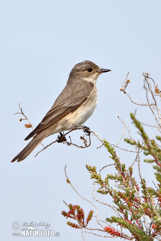 Muscicapa striata