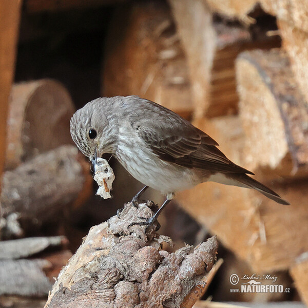 Muscicapa striata