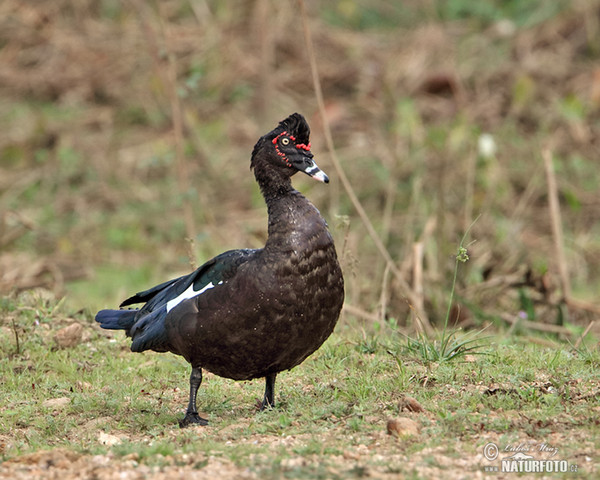 Muscovy Duck (Cairina moschata)