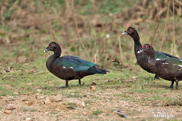 Muscovy Duck (Cairina moschata)