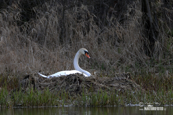 Mute Swan (Cygnus olor)