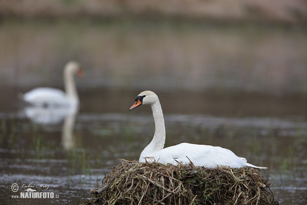 Mute Swan (Cygnus olor)