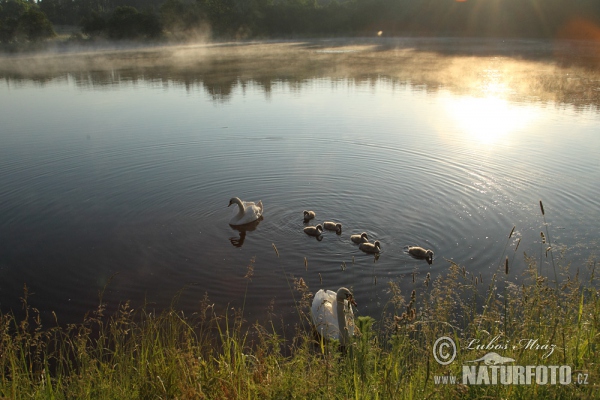 Mute Swan (Cygnus olor)