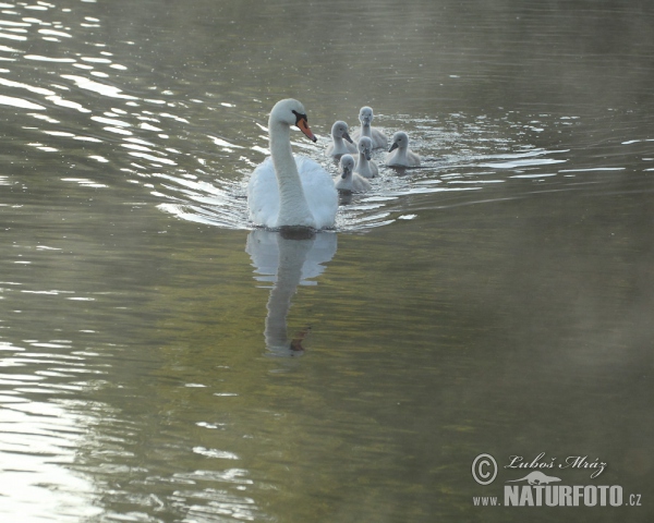 Mute Swan (Cygnus olor)