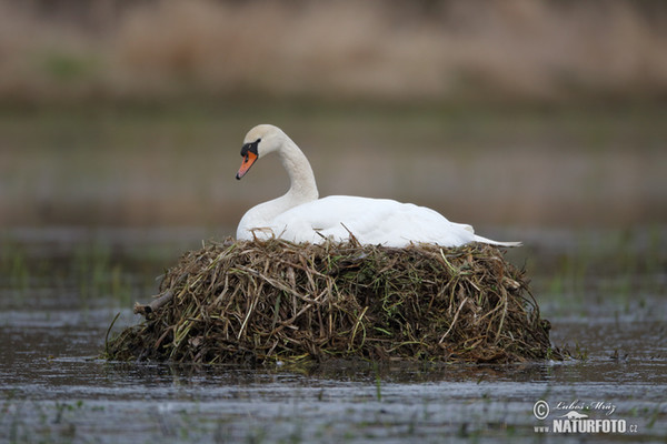 Mute Swan (Cygnus olor)