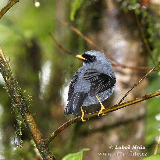 Myadestes melanops