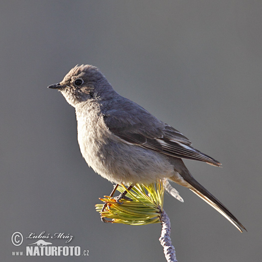 Myadestes townsendi