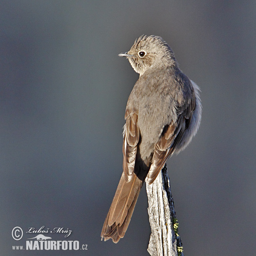 Myadestes townsendi