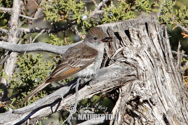 Myiarchus cinerascens