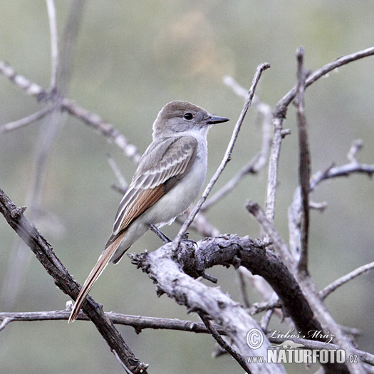 Myiarchus cinerascens