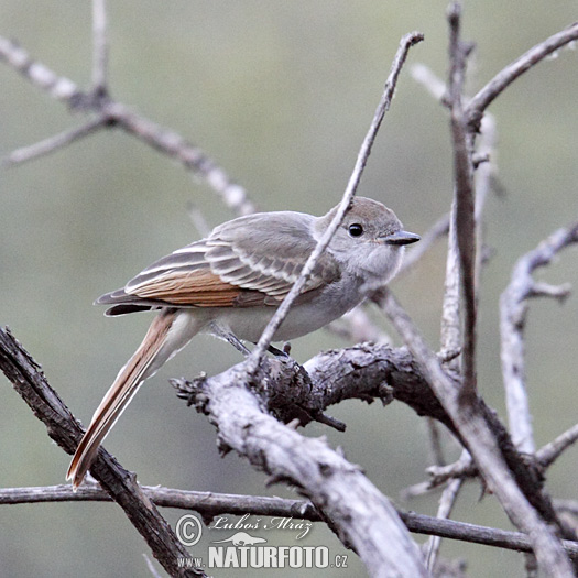 Myiarchus cinerascens